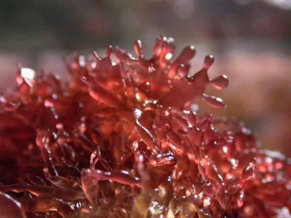 Red_Macro_algae_003.jpg