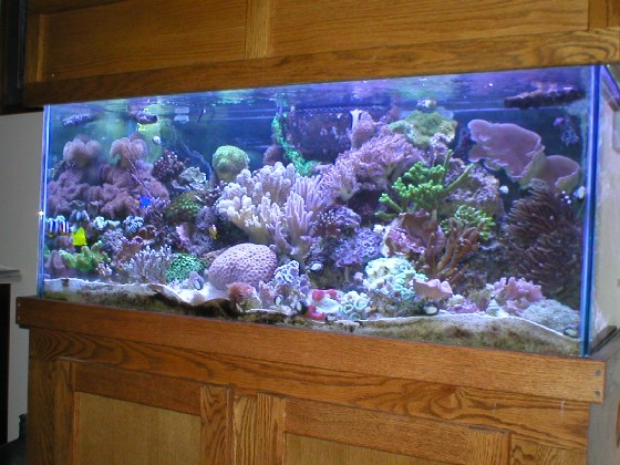 Corals for sale memphis area. Trying to thin out my tank and make a change Corals for sale memphis area. Trying to thin out my tank and make a change