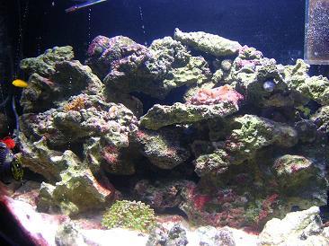 aquarium_8_08.JPG