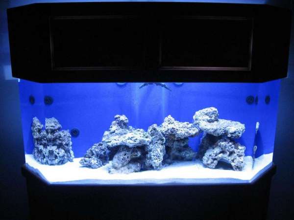 Reef_aquarium_002_modified.JPG