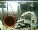Full_Tank_Shot_11_19_08.jpg
