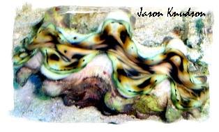 clam01.jpg