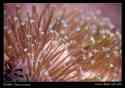3leatherpolyps1229web.jpg