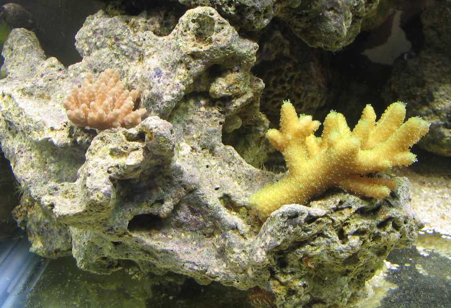 379two_corals.jpg