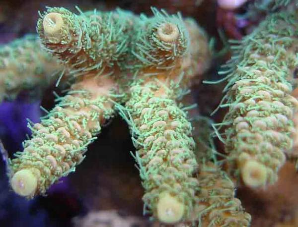 green_milli_macro1_1_.jpg