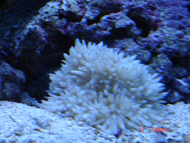 fish_tank_171