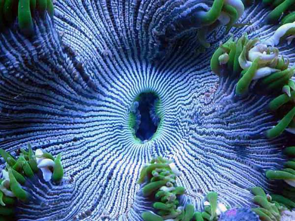 Rock_Anemone.jpg