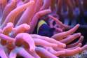 anemone_actinic.jpg