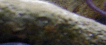 Fish_Tank_brown_stuff2002_thumb.gif