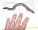 26worm1.jpg