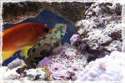 Frame_Mandarin-Anthias2.jpg