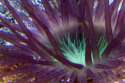 tube_anenome_medium.jpg