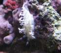 Leather_Eating_Nudi.jpg