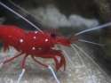Fire_shrimp.jpg