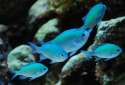chromis00.JPG