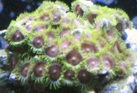 Zoas.jpg