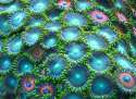 green_zoas.JPG