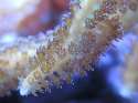 birdsnest_polyps.JPG