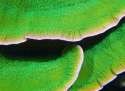 green_apple_cap_Medium_.JPG