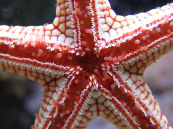 starfish1029091.jpg
