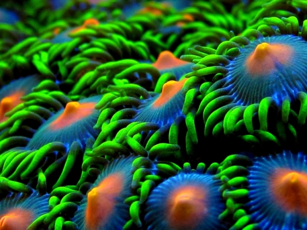 Green_Polyps.jpg