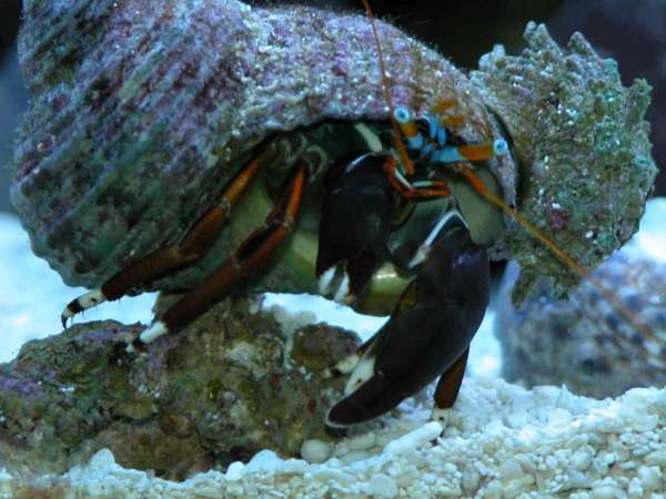 Hermit crab giving a piggy back to a Spiny Astrea Snail