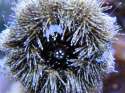 Tuxedo_Urchin.JPG