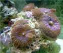shrooms41.jpg