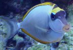 300 gallon reef pictures 166.jpg