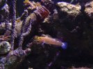 gobies 003.JPG