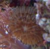 anemone id.jpg