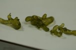 Algae.ID.jpg