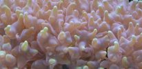 my old 90 gal. bubble coral (Custom).jpg