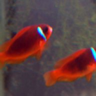 Clownfish518