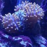 Fish_Sticks