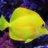 YellowTang06