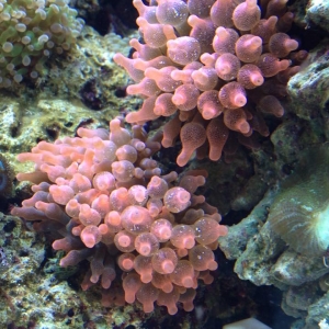 Edwin's New Reef Tank