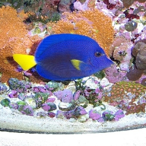 Purple Tang and Ricordeas