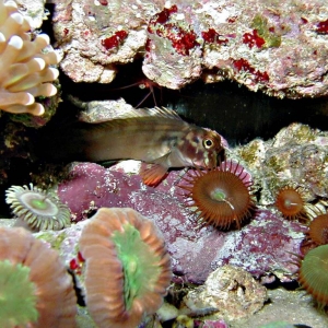 Red Lip Blenny