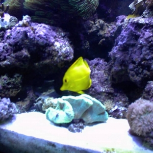 Yellow Tang