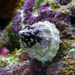 Astrea snail