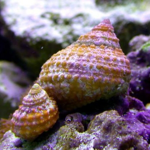 Golden Turbo snail