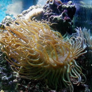 Monster Long Tentacle Anemone