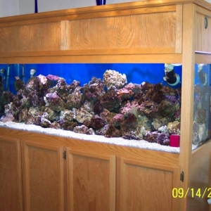 180 gallon semi-reef