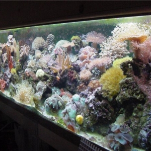 MGS's 125 Reef