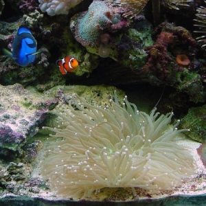 Plate Coral & Friends