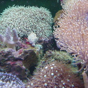 Red Legged Hermit