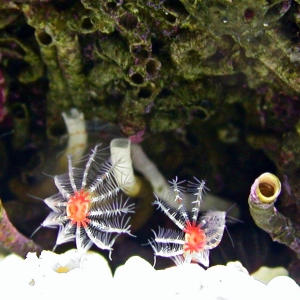 calcerous tube worm