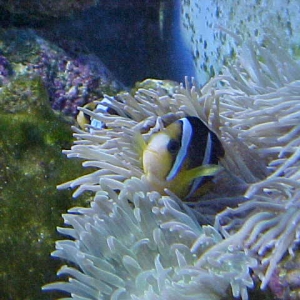 Clown & Anemone