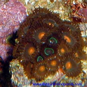 Zoanthids